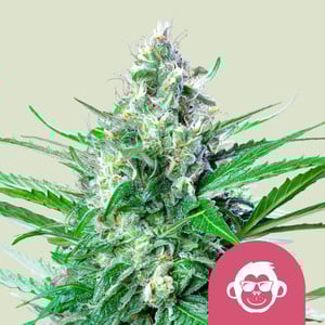 Grape Ape (Royal Queen Seeds)