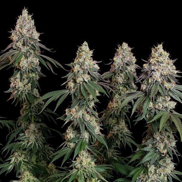 Grape Ape (Royal Queen Seeds)