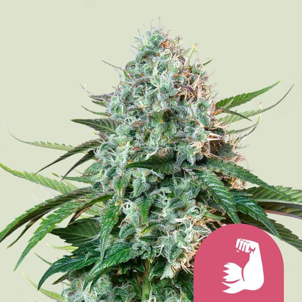 HulkBerry (Royal Queen Seeds)