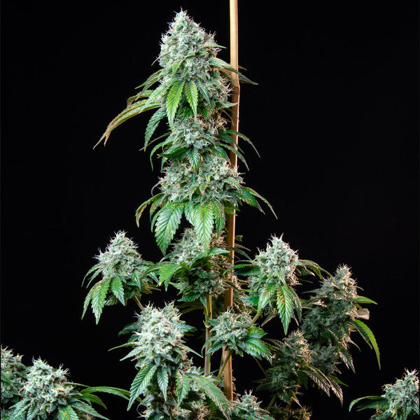 HulkBerry (Royal Queen Seeds)