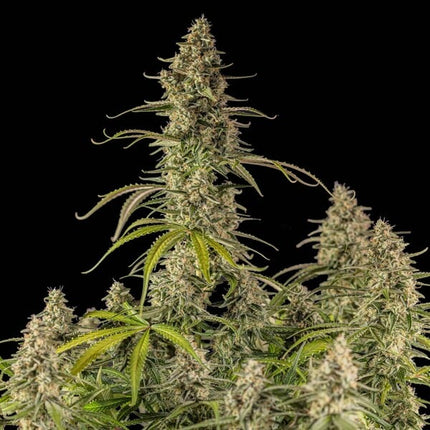 Hyperion F1 (Royal Queen Seeds)