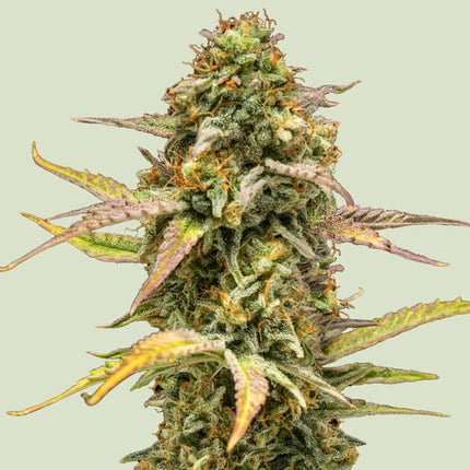 Hyperion F1 (Royal Queen Seeds)
