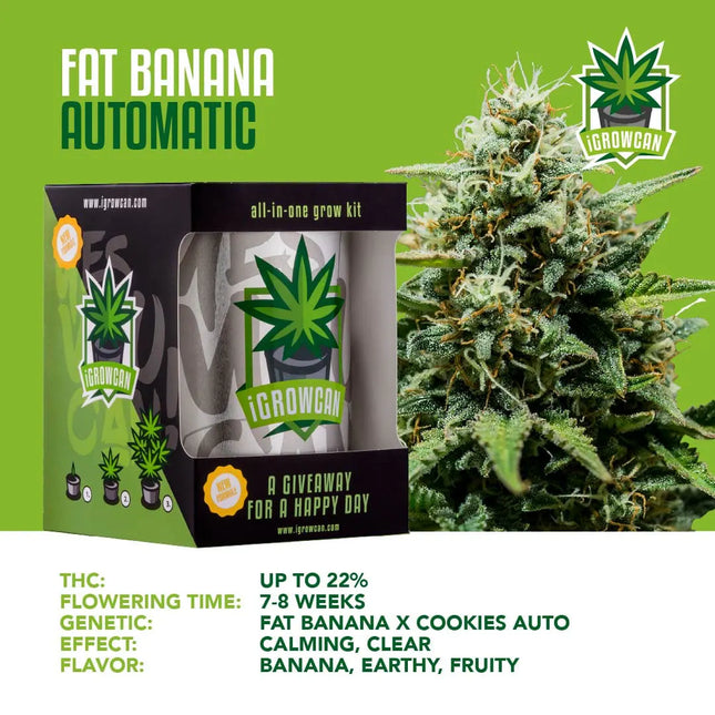 iGrowCan Fat Banana Autoflower