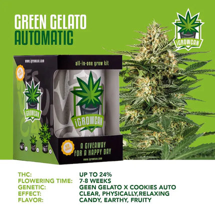 iGrowCan Green Gelato Autoflower