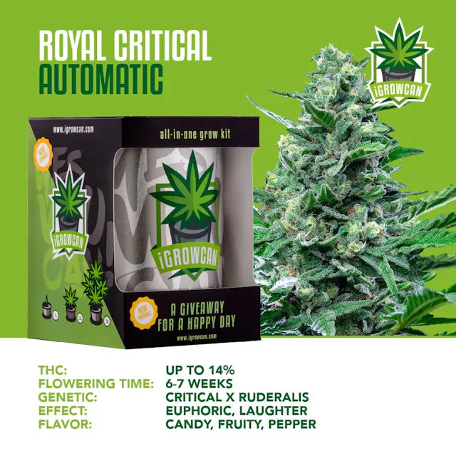 iGrowCan Royal Critical Autoflower