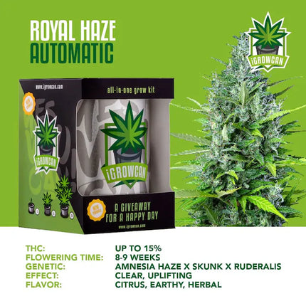iGrowCan Royal Haze Autoflower (iGrowCan)