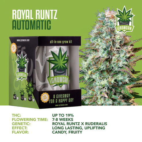 iGrowCan Royal Runtz Autoflower