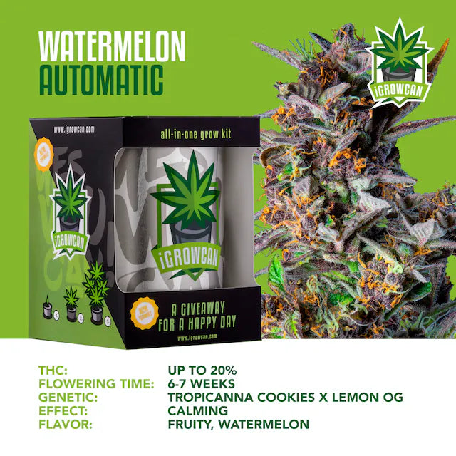 iGrowCan Watermelon Autoflower