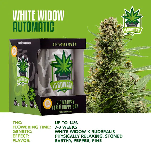 iGrowCan White Widow Autoflower (iGrowCan)