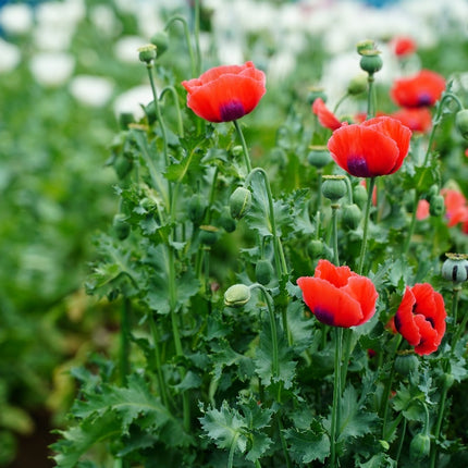Indian Spirit Papaver Somniferum Zaden (5 gram)
