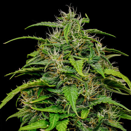 Joanne's CBD (Royal Queen Seeds)