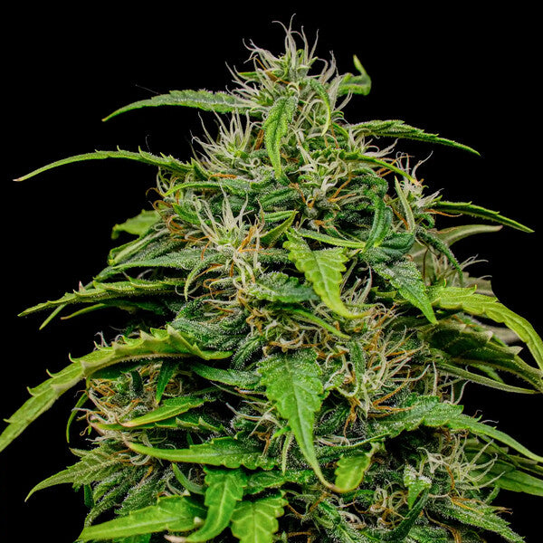 Joanne's CBD (Royal Queen Seeds)