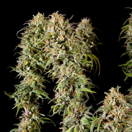 Joanne's CBD (Royal Queen Seeds)