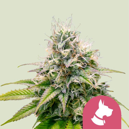 Kali Dog (Royal Queen Seeds)