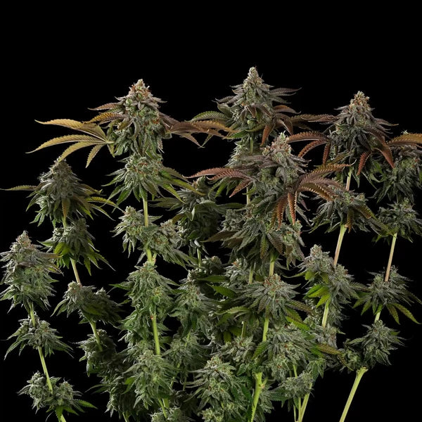 Kali Dog (Royal Queen Seeds)