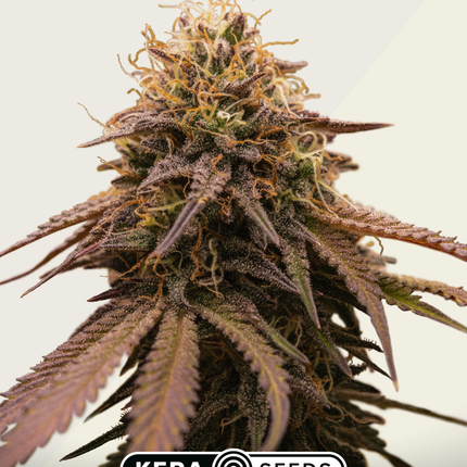 Kera Seeds American Stafford Autoflower (Kera Seeds)