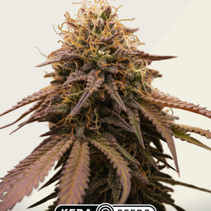 Kera Seeds American Stafford Autoflower