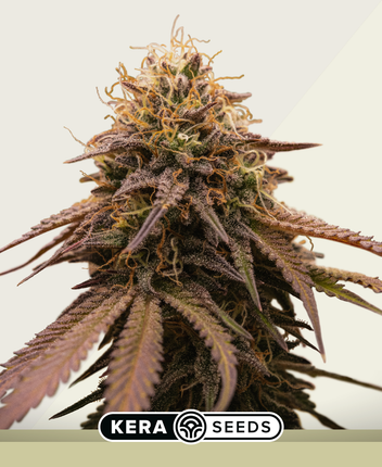 Kera Seeds American Stafford Autoflower