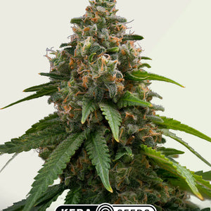 Kera Seeds Amnesia Autoflower