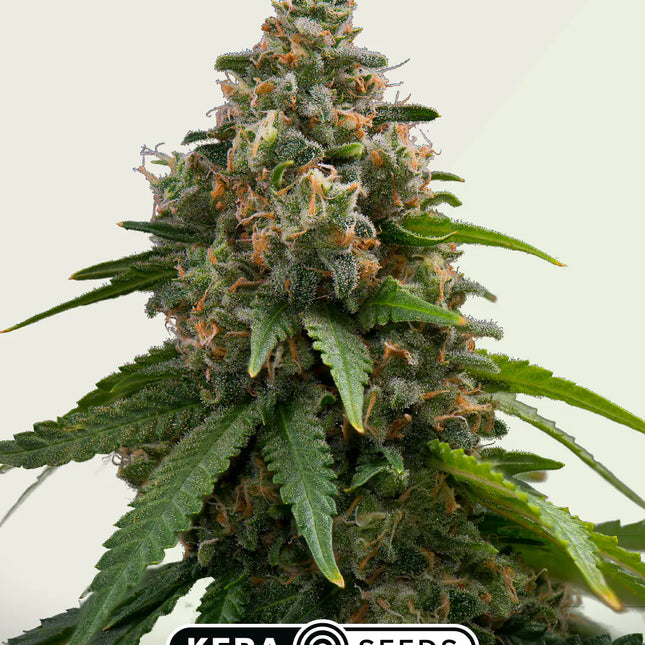 Kera Seeds Amnesia Autoflower