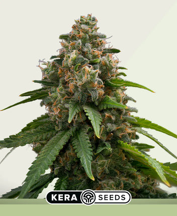 Kera Seeds Amnesia Autoflower