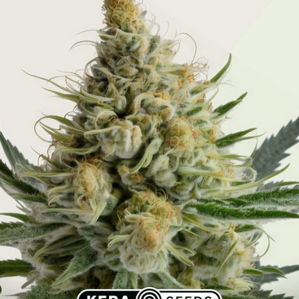 Kera Seeds Bubblegum Autoflower