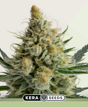 Kera Seeds Bubblegum Autoflower