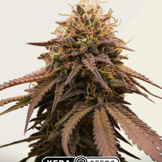 Kera Seeds Cherry Grapefruit Autoflower