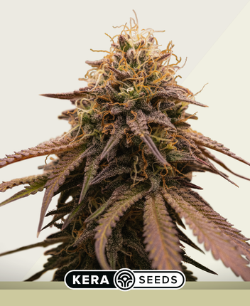 Kera Seeds Cherry Grapefruit Autoflower
