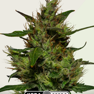 Kera Seeds Critical Autoflower