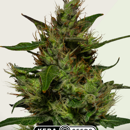 Kera Seeds Critical Autoflower