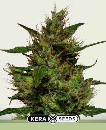 Kera Seeds Critical Autoflower