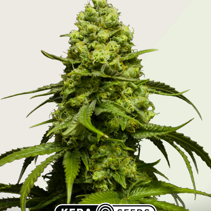 Kera Seeds Dutch Power Autoflower (Kera Seeds)