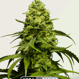 Kera Seeds Dutch Power Autoflower