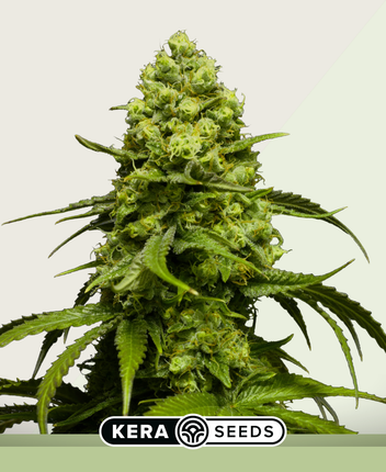 Kera Seeds Dutch Power Autoflower