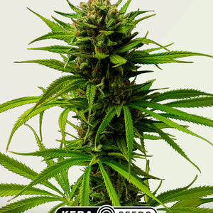 Kera Seeds Matic Autoflower