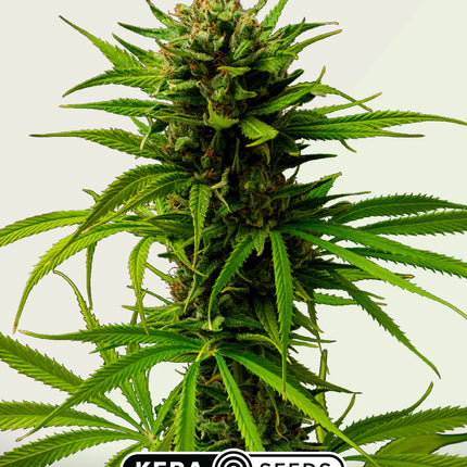 Kera Seeds Matic Autoflower