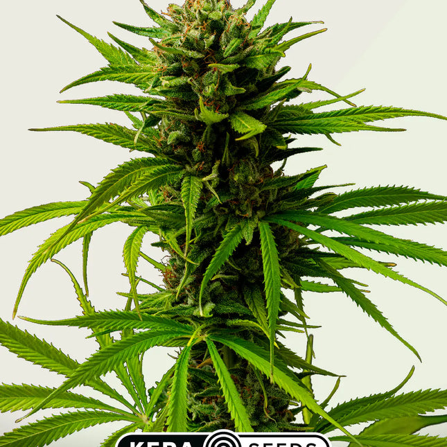 Kera Seeds Matic Autoflower