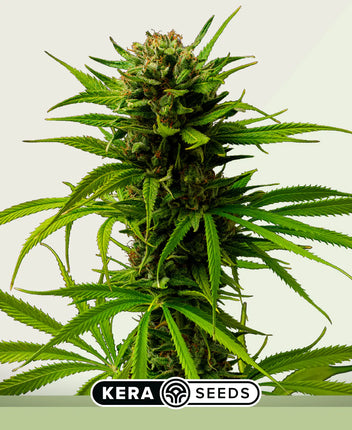 Kera Seeds Matic Autoflower