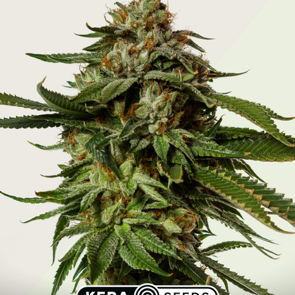 Kera Seeds NLX Diamond Autoflower (Kera Seeds)