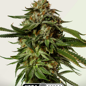 Kera Seeds NLX Diamond Autoflower