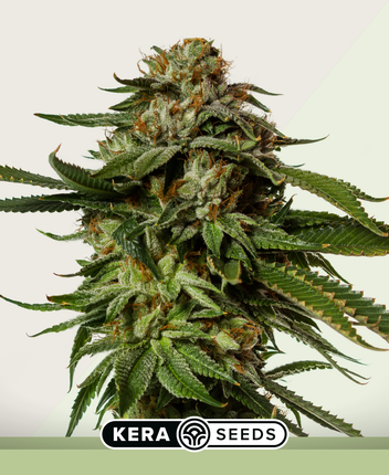 Kera Seeds NLX Diamond Autoflower