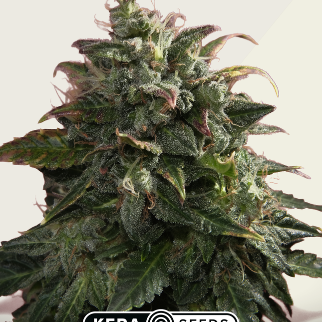 Kera Seeds Pineapple Sativa Autoflower