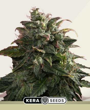 Kera Seeds Pineapple Sativa Autoflower
