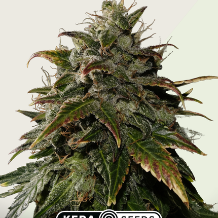 Kera Seeds Royal Queen Diamond Autoflower (Kera Seeds)