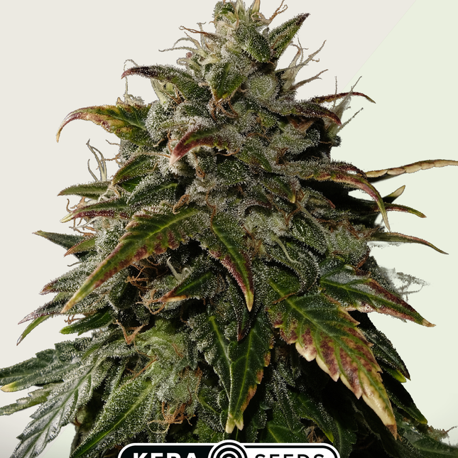 Kera Seeds Royal Queen Diamond Autoflower (Kera Seeds)