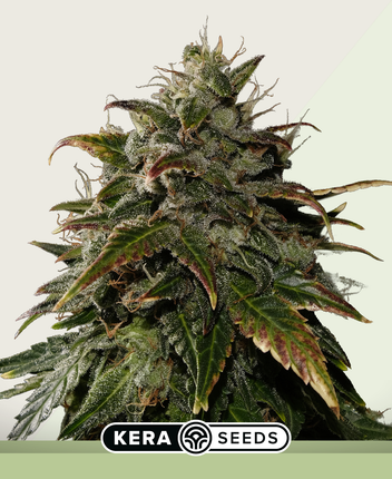 Kera Seeds Royal Queen Diamond Autoflower (Kera Seeds)