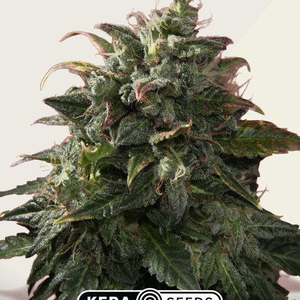 Kera Seeds Venice Beach Afghan Autoflower