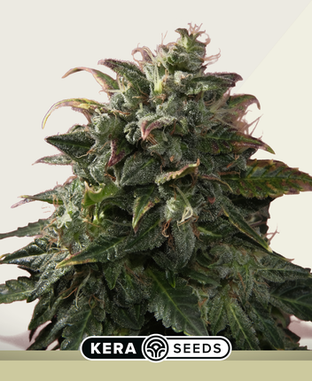 Kera Seeds Venice Beach Afghan Autoflower