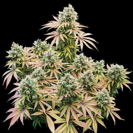 Lemon Shining Silver Haze (Royal Queen Seeds)